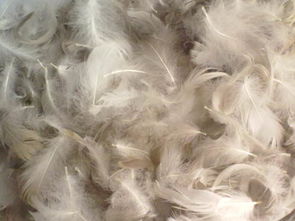 供應(yīng)毛片羽絲 東莞隆騰批發(fā) 價格更實惠